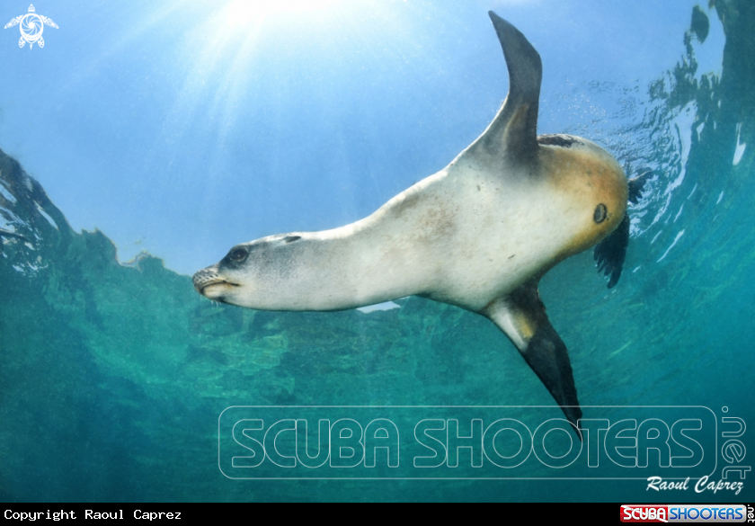 A Sealion