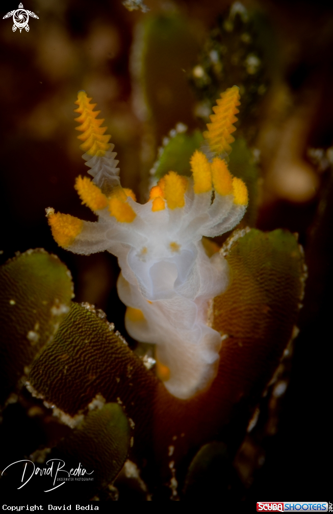 A Nudibranch Limacia