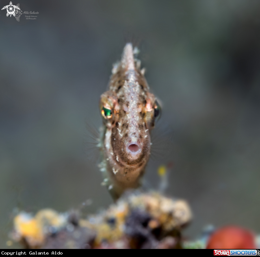 A Filefish