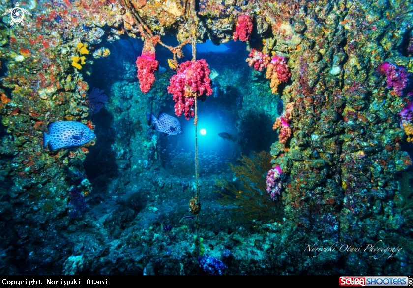 A Artificial Fish Reef