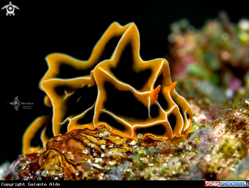 A Seaslug