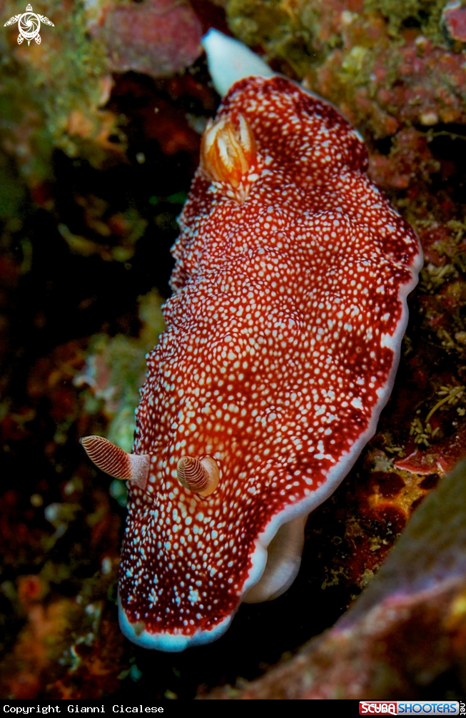 A underwater creature