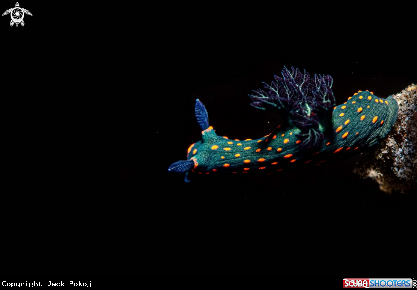 A Nembrotha sp.