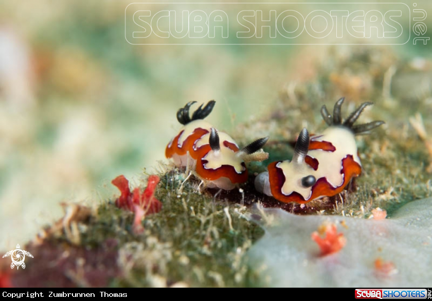 A Nudibranch 