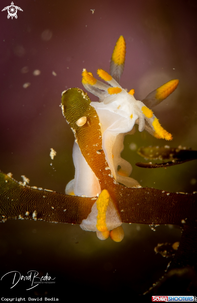 A Nudibranch Limacia