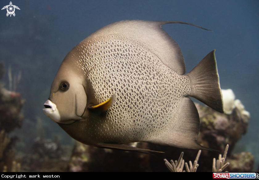 A Angel Fish