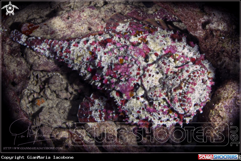 A Synanceia verrucosa