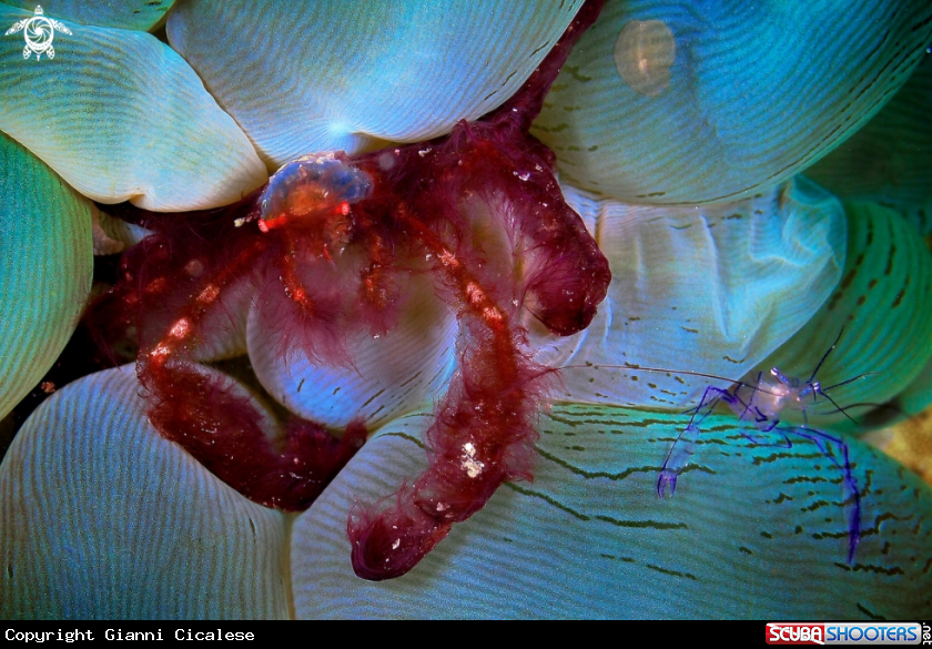 A underwater creature