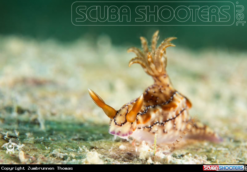 A Nudibranch 