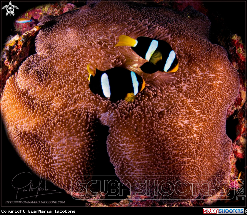 A clown fish