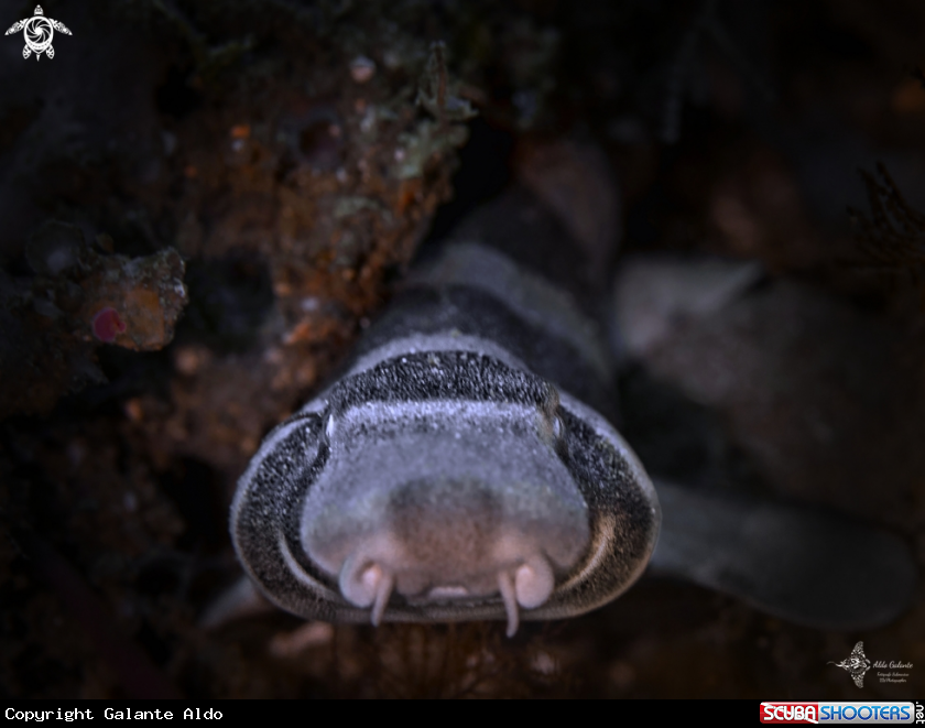 A Brown-Banded Bamboo Shark 