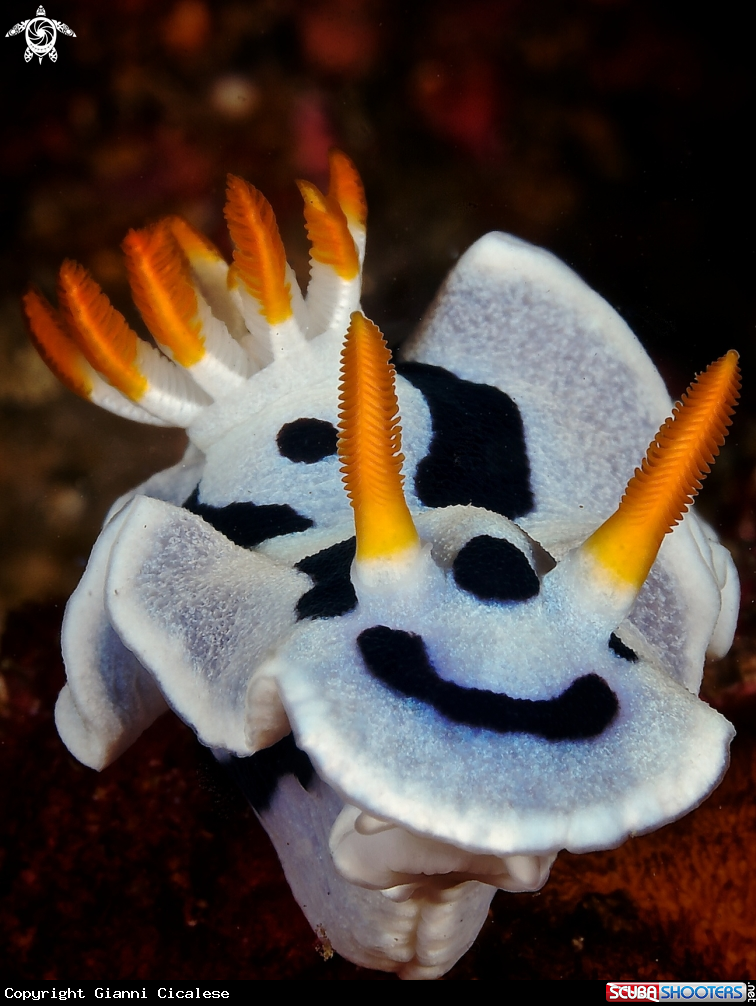 A underwater creature