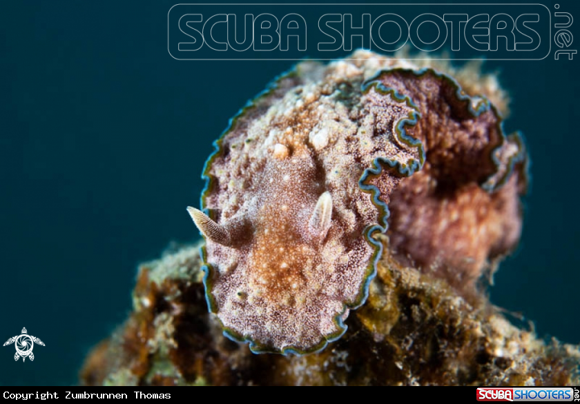 A Nudibranch 