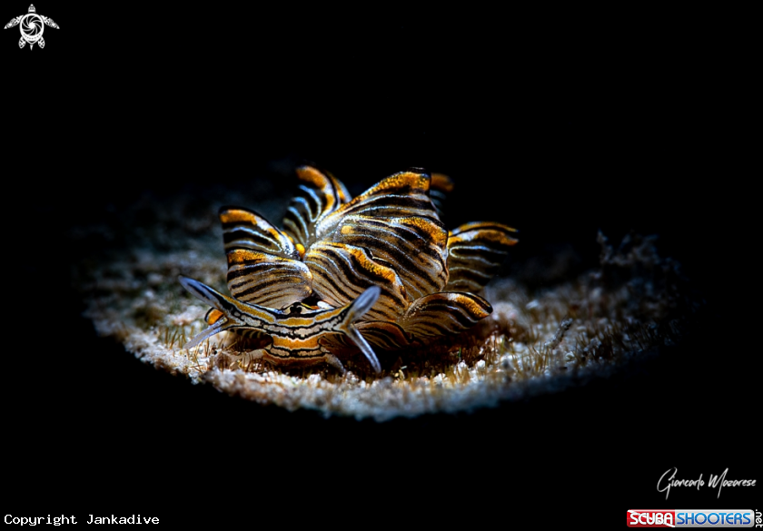 A Nudibranch