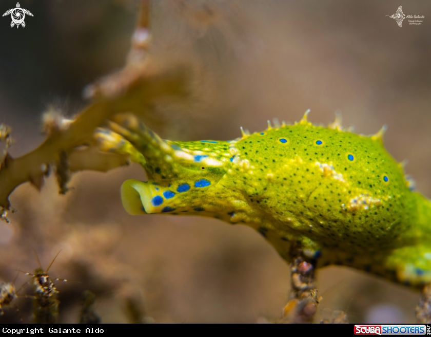 A Sea Snail - Sea Slug