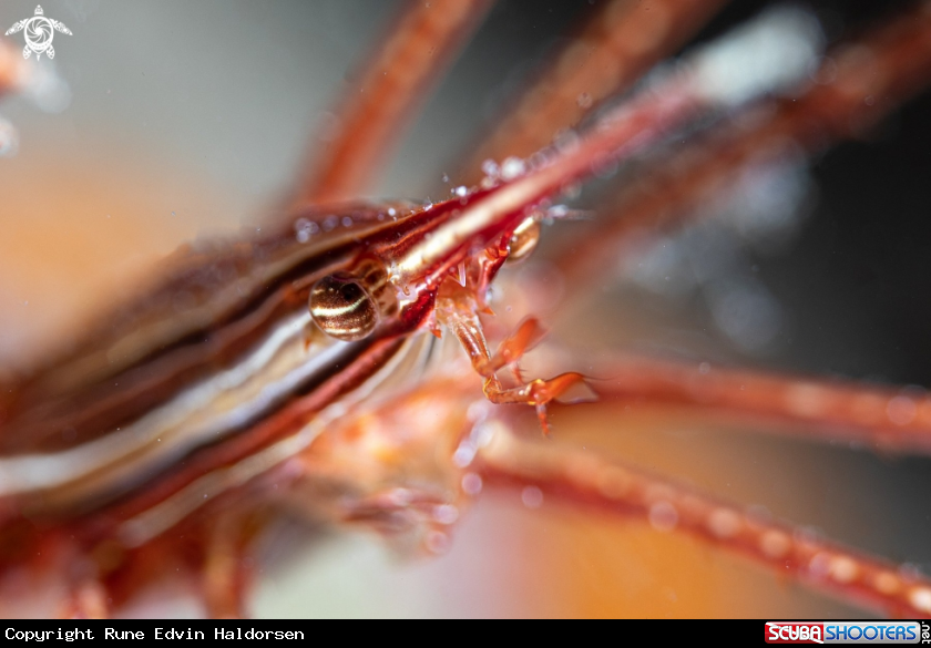 A Spider crab 