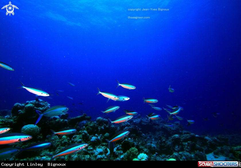 A Darting cardinal fish ,Mauritius