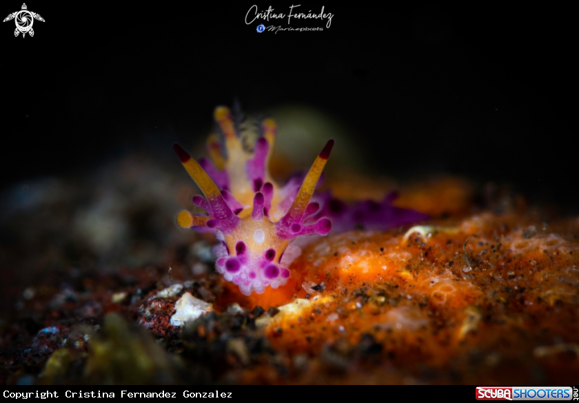 A Nudibranch