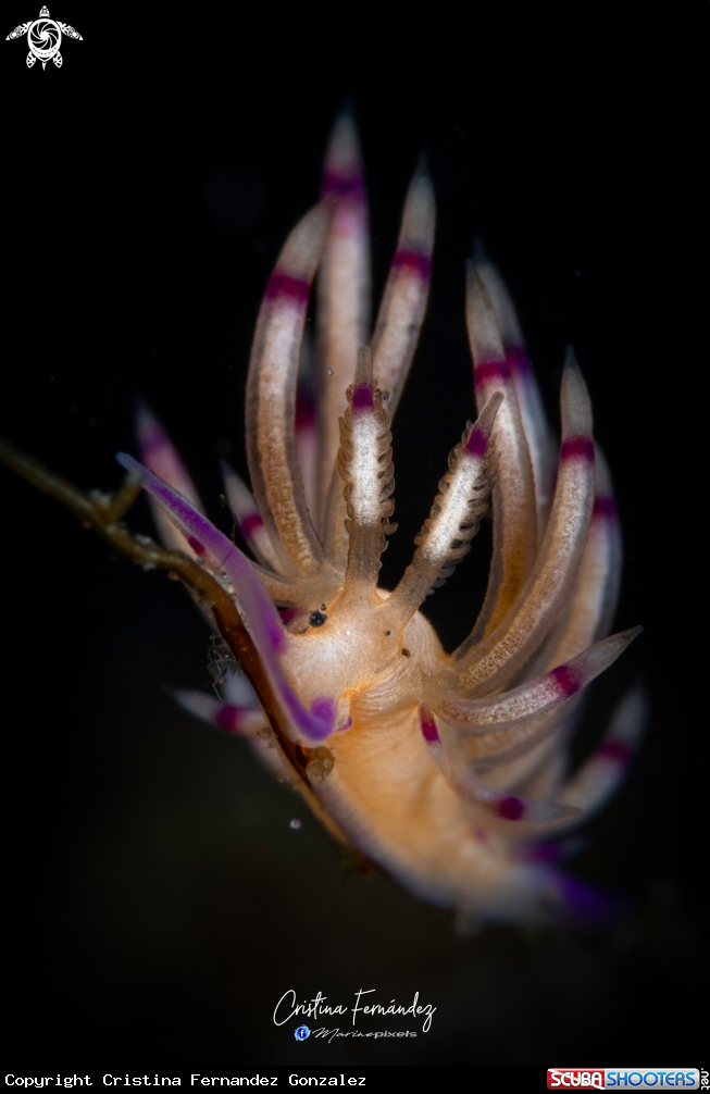 A Nudibranch
