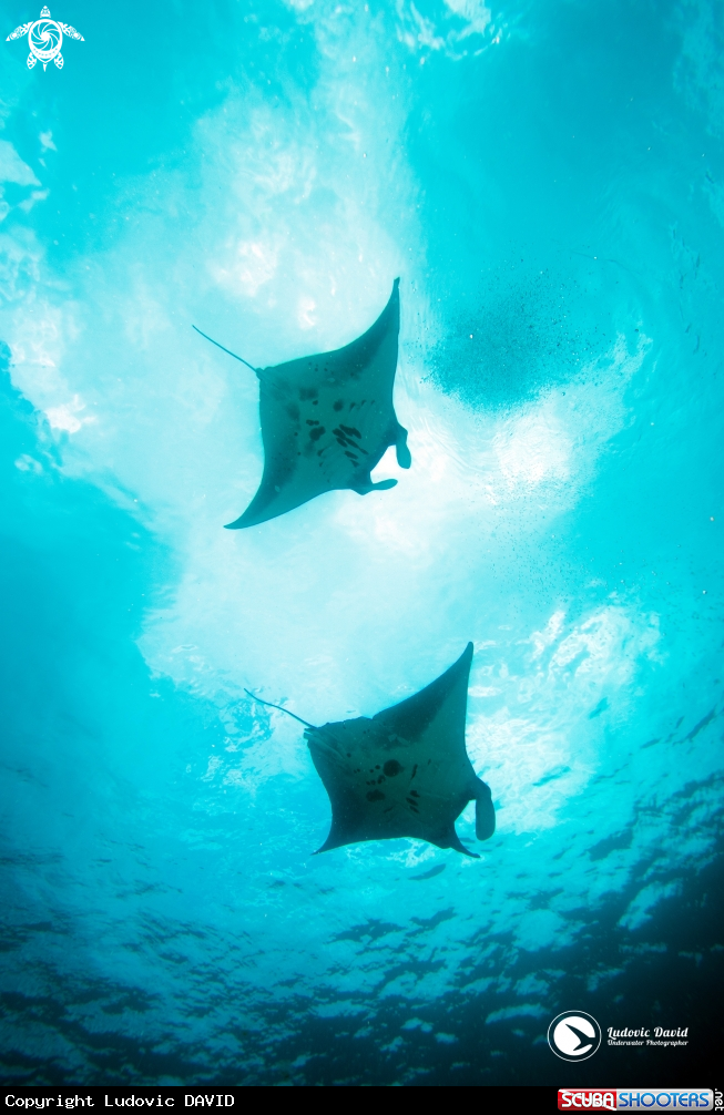 A Reef Manta