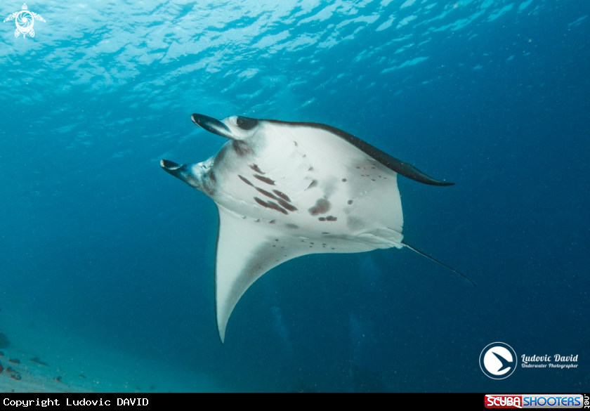 A Reef Manta