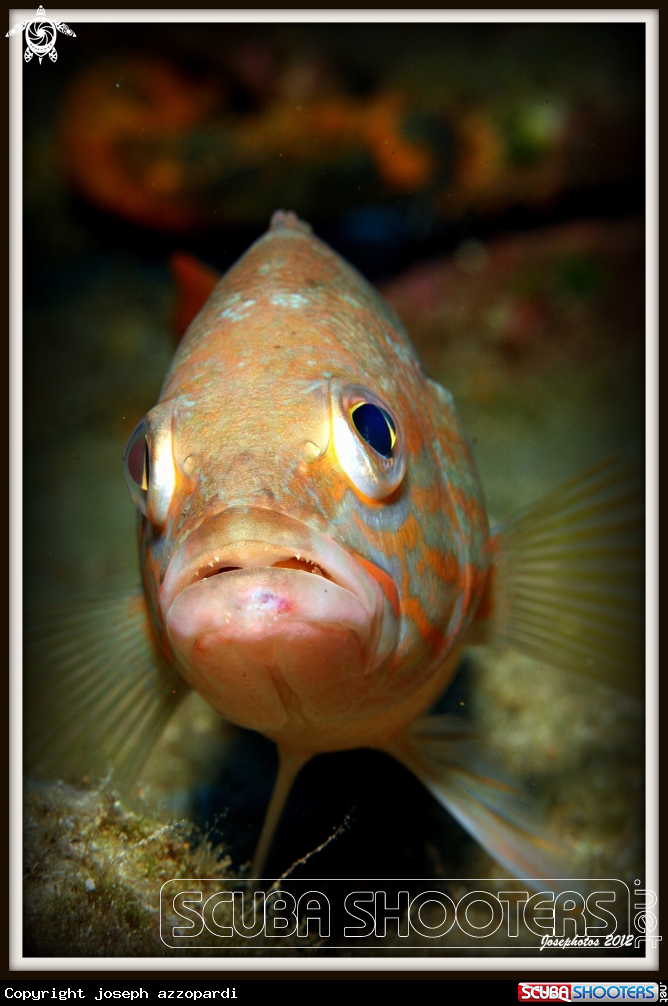 A Serranus cabrilla