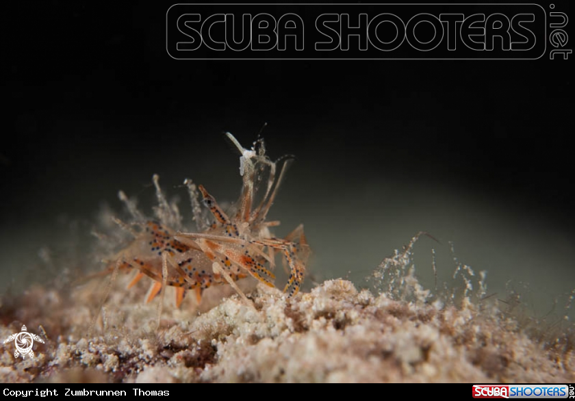 A Tiger Shrimp 