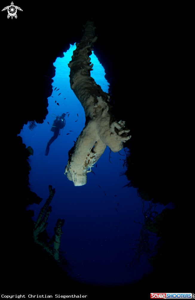 A diver sp.