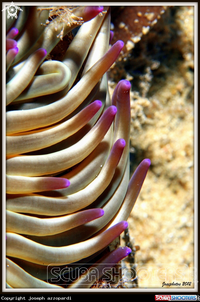 A Anthozoa