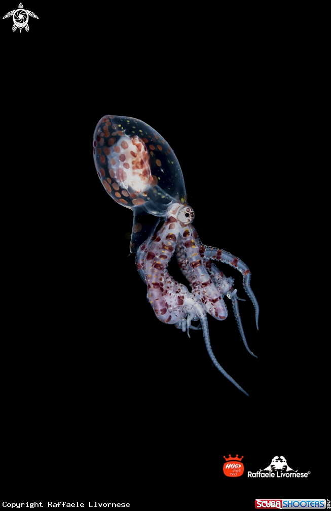 A Wonderpus juvenile