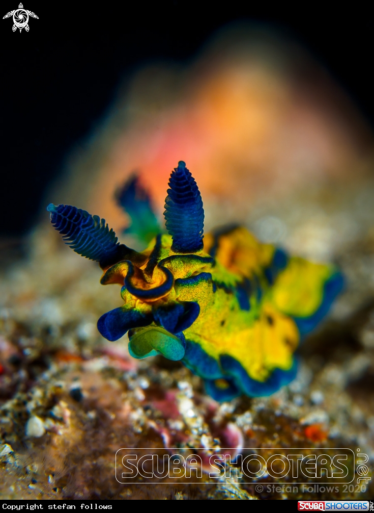 A Nudibranch