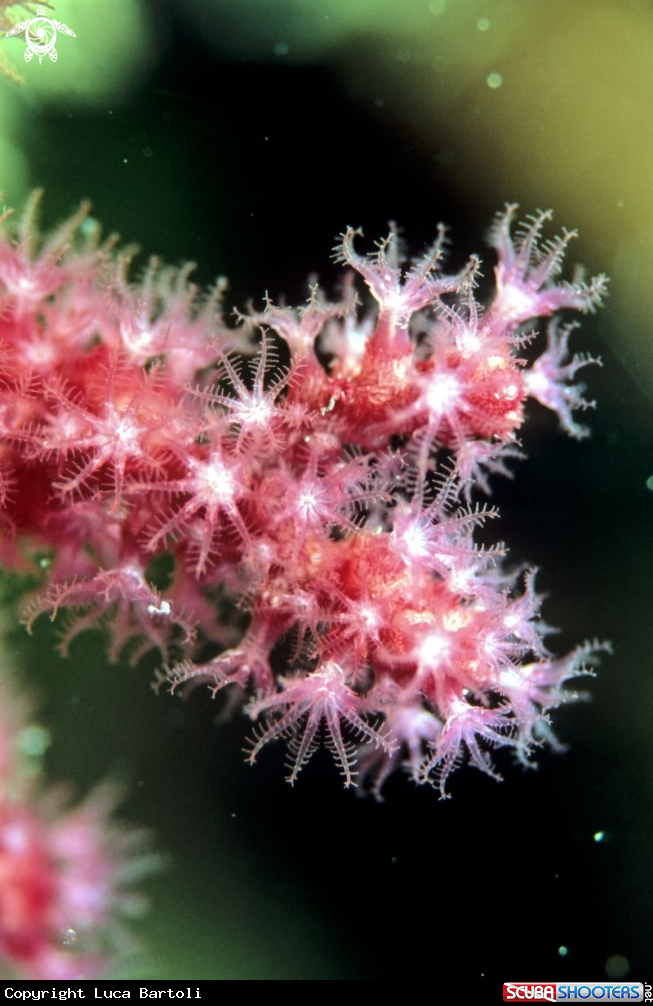 A coral