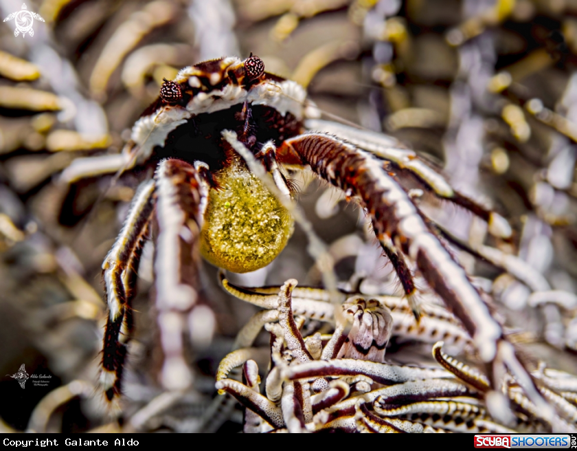A Elegant Crinoid Squat Lobster