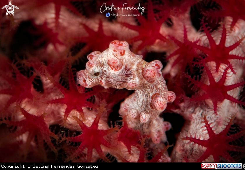 A Pygmy Seahorse