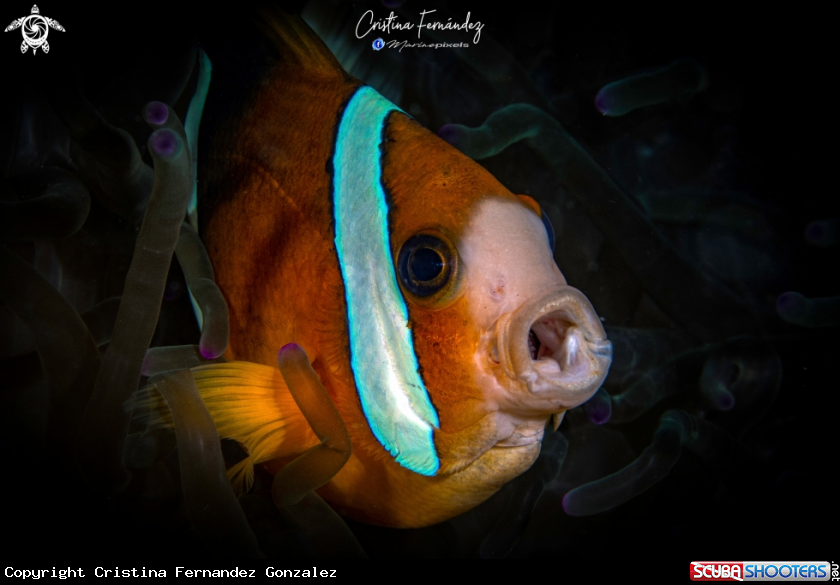 A Clown fish