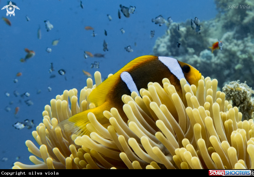 A Two-banded Anemonefish