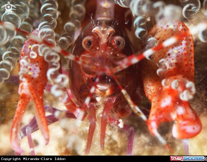 A Pistol shrimp