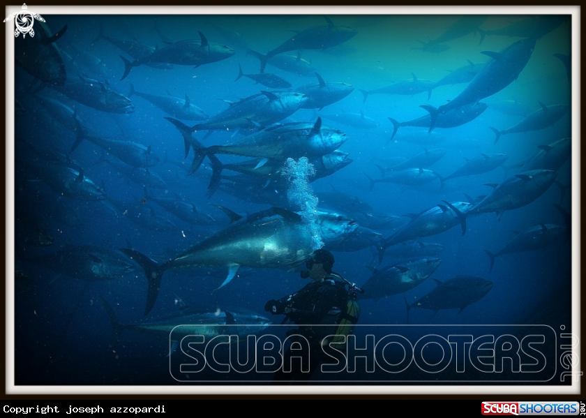 A Atlantic bluefin tuna
