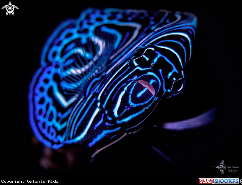 A Emperor Angelfish Juvenil