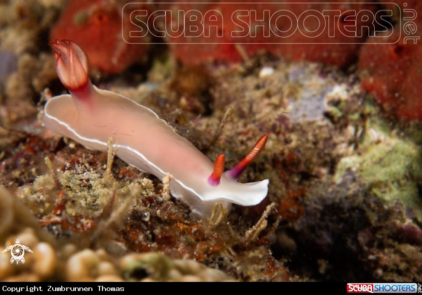 A Nudibranch 