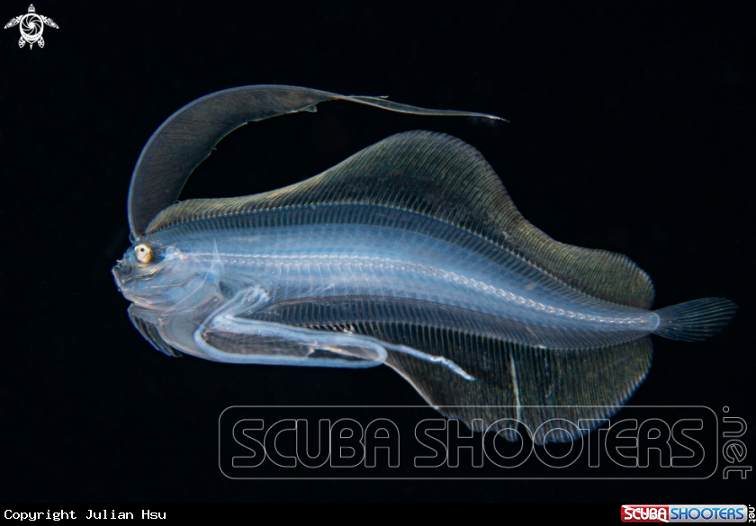 A Flounder