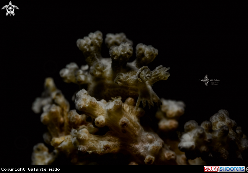 A Nudibranch
