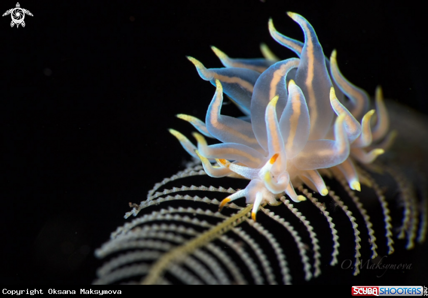 A Nudibranch Tenellia sp. 62 NSSI-2