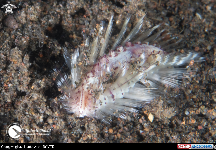 A Small Fireworm
