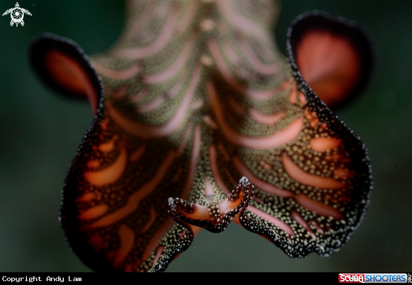 A underwater creature