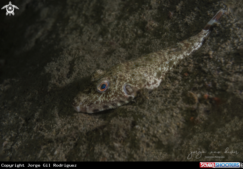 A Checkered puffer