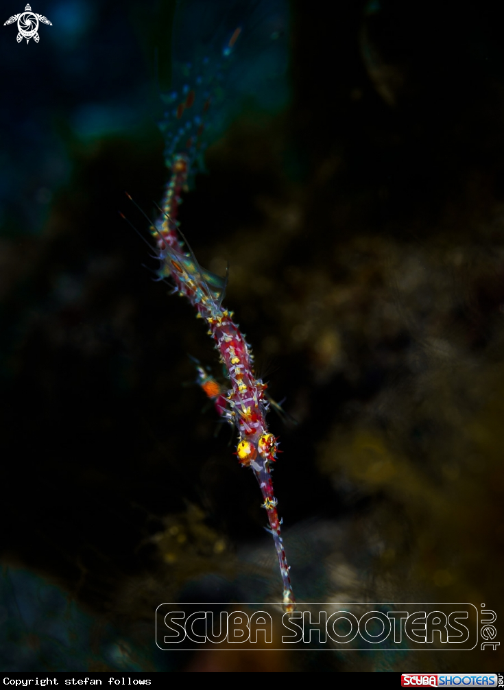 A Ornate Ghost Pipefish
