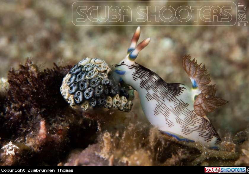 A Nudibranch 