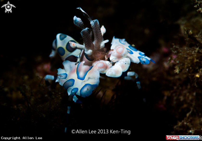 A Harlequin Shrimp
