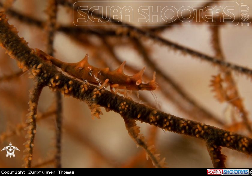 A Dragon Shrimp 